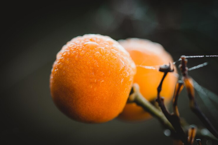 تصویر 1 از خرید و قیمت نارنج + فروش عمده